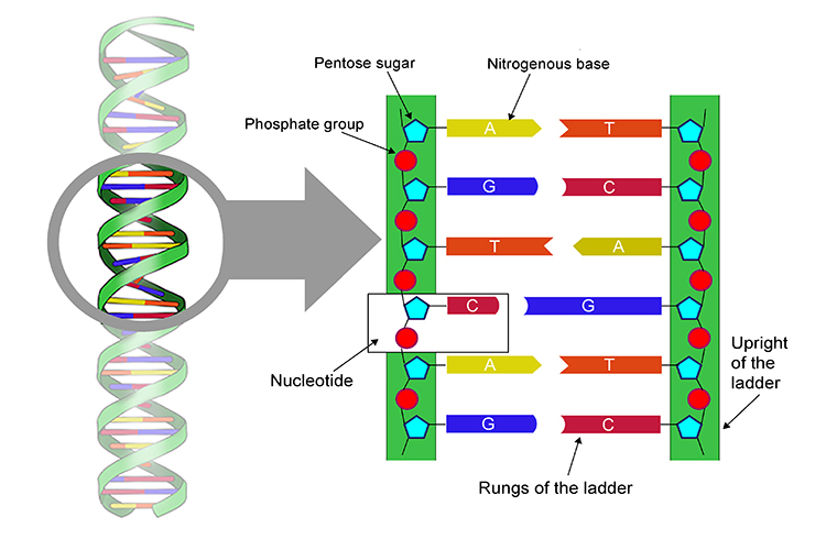 What Are The Rungs Of Dna Molecules Made Of